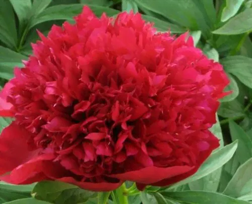 Пион Red Dandy-0