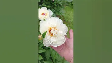 Фестива Максима и Мисс Америка - белые пионы.