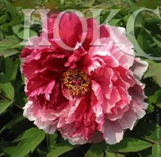 Paeonia Suffruticosa Hua Er Qiao Пион древовидный Две сестры (Сестры Киао)