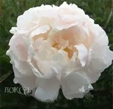 Paeonia Mother's Choice Пион Мазерс Чойс