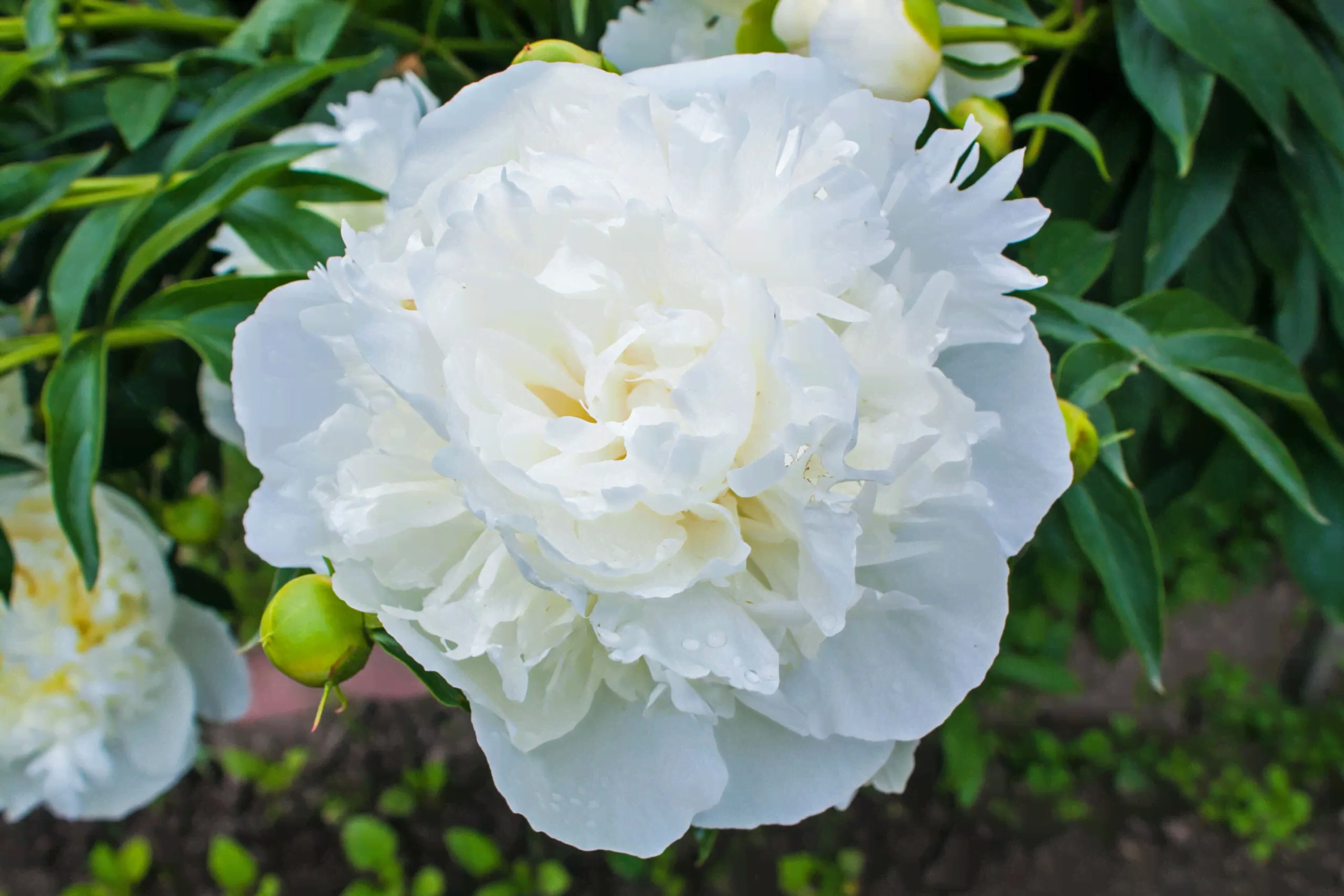 Пион Paeonia Mrs. J.V. Edlund 2/3