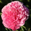 Пион гибрид американский Carnation Bouquet (Корнейшен Букет)