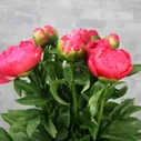 Пион коралловый «Корал шарм», Голландия