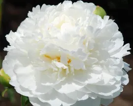 Пион травянистый Вайт Айвори (Paeonia lactiflora White Ivory) 6л