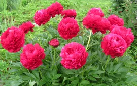 Пион Кэрол (3-5 почек)