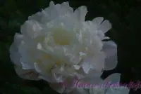 Пион травянистый 'Блаж Квин' / Paeonia 'Blush Queen'