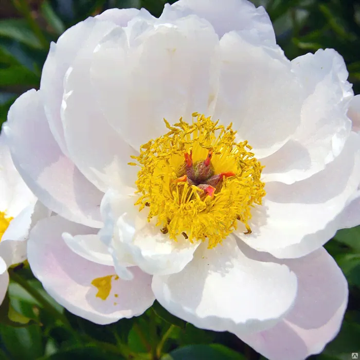 Пион Кринклед Уайт молочноцветковый (Paeonia Krinkled White) 5-6 л