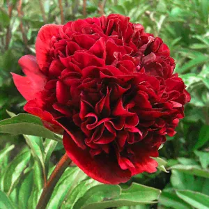 Пион Ред Грейс (2-3 почки)-1