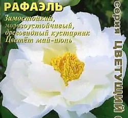 Пион древовидный Рафаэль