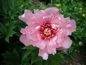 Paeonia First Arrival Пион Фест Арривал