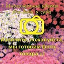 Пион Ред Сара Бернар С4-С5/20-40/