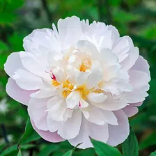 Paeonia Vogue Пион Вог