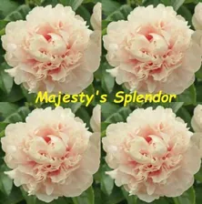 Пион Маджестик Сплендор (Paeonia Majesty’s Splendor)