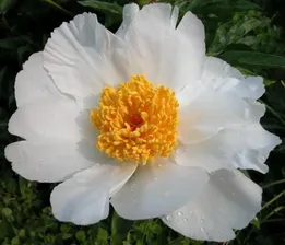 Саженец гибридный Пион молочноцветковый Уайт Вингс White Wings