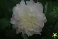 Пион травянистый 'Блаж Квин' / Paeonia 'Blush Queen'-4