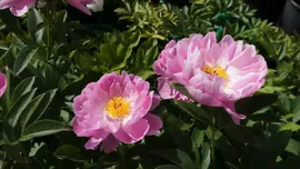 Пион травянистый Роял Роуз (Royal Rose)