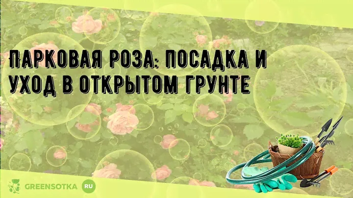 Парковая роза: посадка и уход в открытом грунте