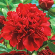 Пион молочноцветковый Ред Дабл (Paeonia Lactiflora Red Double), H20-30; C3