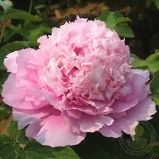 Пион Цзы Лань Куй / Лавандовый рассвет (Paeonia Zi lan kui / Purplish Blue Queen / Grand Duke Dressed in Blue and Purple / Блю Чиф)