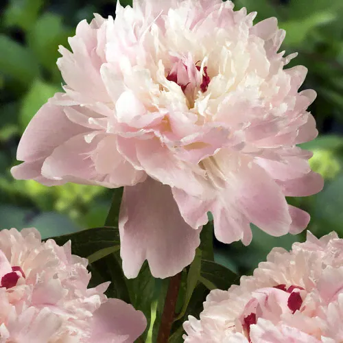 Пион молочноцветковый Алерти/Paeonia lactiflora Alertie С3