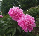 Пион Якорма / Джакорма (Paeonia Jacorma)