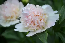 Пион Топ Брасс (Paeonia Top Brass), корень для посадки