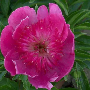Пион Изи Лавендер (Paeonia Easy Lavender)-0