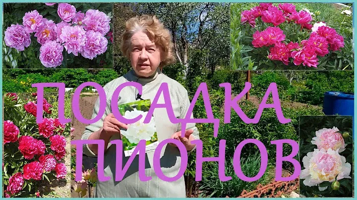 ПОСАДКА ПИОНОВ ДЕЛЁНКАМИ ВЕСНОЙ.ОСОБЕННОСТИ ПОСАДКИ, СОСТАВЛЕНИЕ ПОЧВОГРУНТА И НЕОБХОДИМЫЕ УДОБРЕНИЯ
