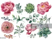 Акварель Пион Сочные И Ranunculus Цветочный Набор Рука Окрашена В Красный И Синий Ягоды Эвкалипта Листья Изолированы На Белом Фоне Иллюстраци — стоковая векторная графика и другие изображения на тему 