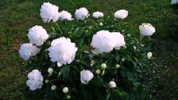 Пион Амалия Олсон (Paeonia Amalia Olsen)