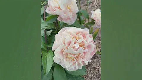 Pion Peony Paeonia ’Elsa von Brabant’
