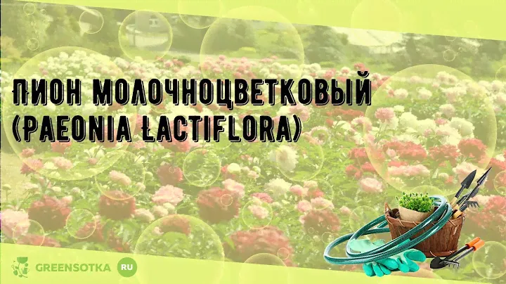 Пион молочноцветковый (Paeonia Lactiflora)