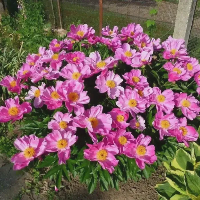 Пион Paeonia Dancing Butterfly 2/3-0