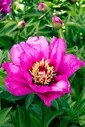 Пион ИТО гибрид Morning Lilac 3/5