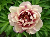 Пион Paeonia All That Jazz 2/3
