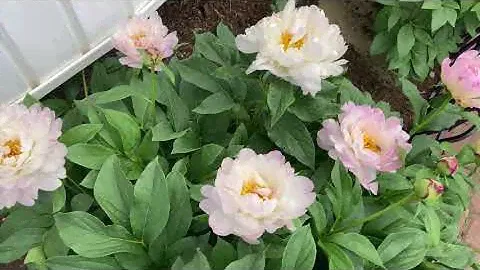 2021 Bloom Season - Petite Elegance (Klehm, R.G., 1995)