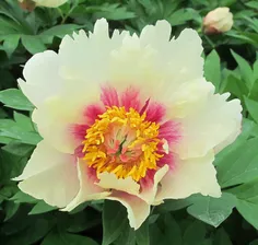Paeonia Queen of hearts Пион Королева сердец
