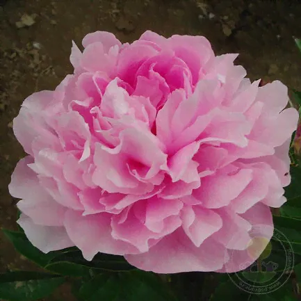 Пион Янь Ян Тянь / Летящий Журавль / Северное Сияние (Paeonia Yan yang tian)