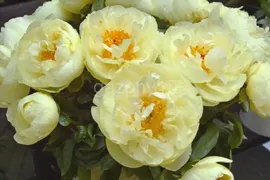 Пион гибридный Paeonia hybride "Lemon Chiffon" : С5>