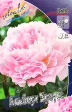 Пион Альберт Краусс Paeonia Albert Crousse 2/3n 1шт, капер, Колорлайн