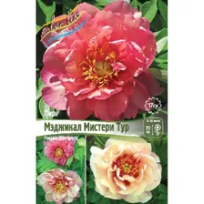 Саженец ОКС Пион ИТО-гибрид Itoh Magical Mystery Tour, 2/3 n (1 шт.)