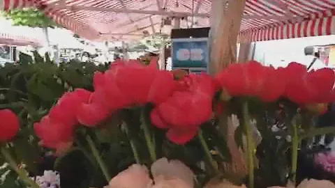 Peony Bowl Of Cream