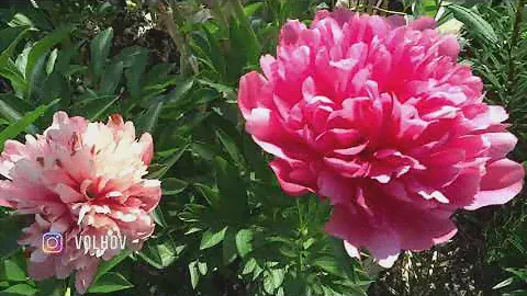 Пион ЛОРЕЛЕЙ 🌿🌸 Paeonia LORELEI: обзор, описание, цветение, отзыв