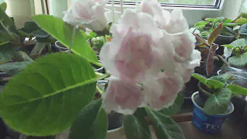 НГ Китайский Пион