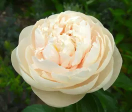 Пион Пастель Элеганс 'Pastel Elegance'