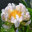 Paeonia Green Lotus Пион Грин Лотус