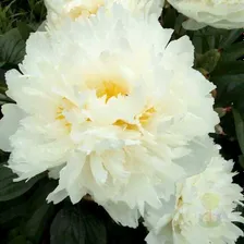 Пион Боул оф Крим (Paeonia Bowl of Cream / Nai you wan)