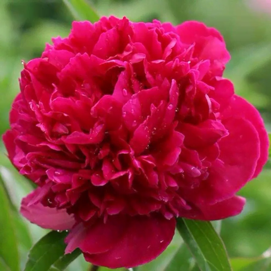 Пион Ред Сара Бернар (Red Sarah Bernhardt), корень для посадки