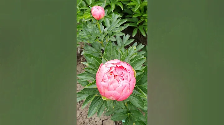 Пион Корал Сансет (Paeonia Coral Sunset)