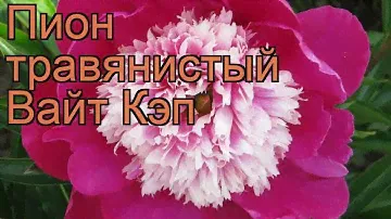 Пион травянистый Вайт Кэп (paeonia) 🌿 пион Вайт Кэп обзор: как сажать рассада пиона Вайт Кэп